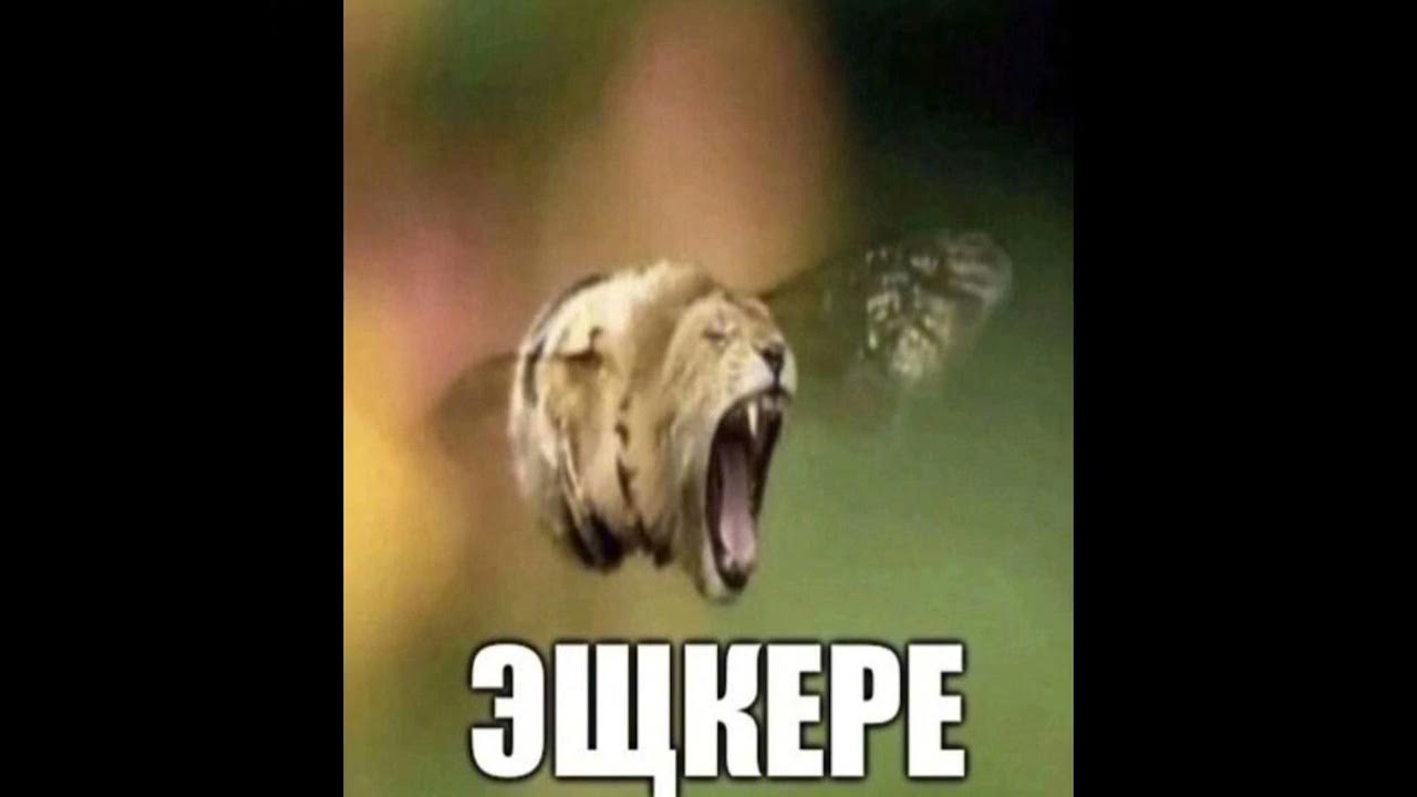 maxresdefault.jpg?sqp=-oaymwEmCIAKENAF8q