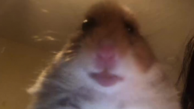 hamster.jpg