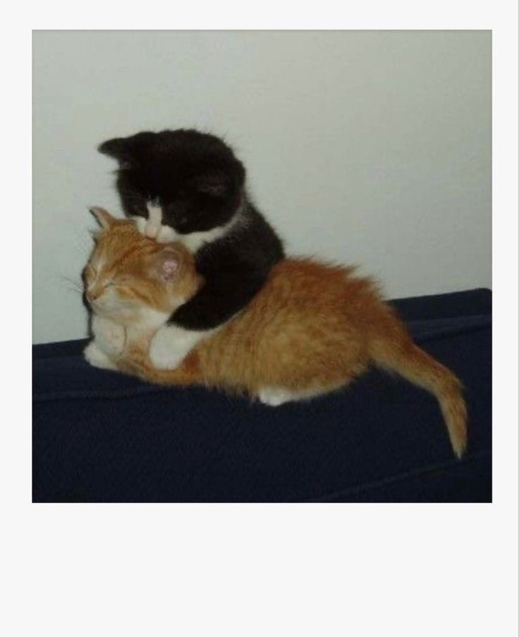 aOAK8Of3nsE.jpg?size=736x903&quality=95&