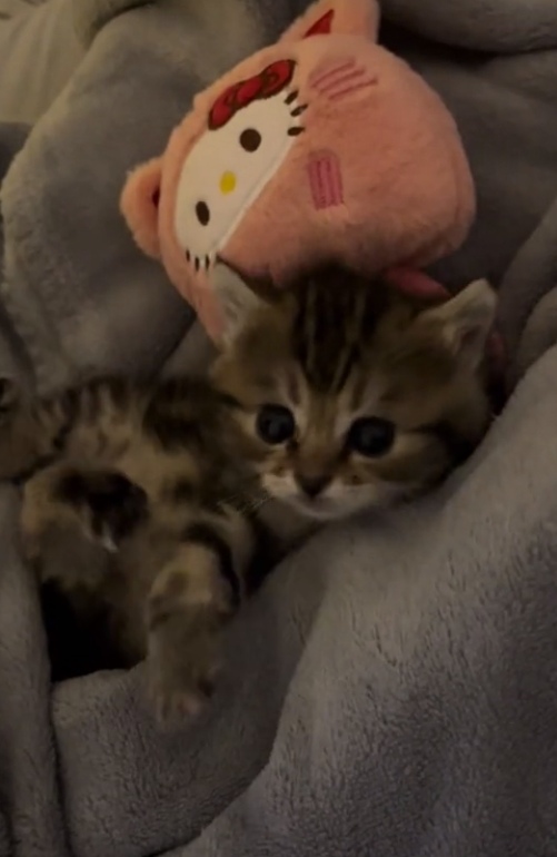 XnTmny9oZFc.jpg?size=501x770&quality=96&